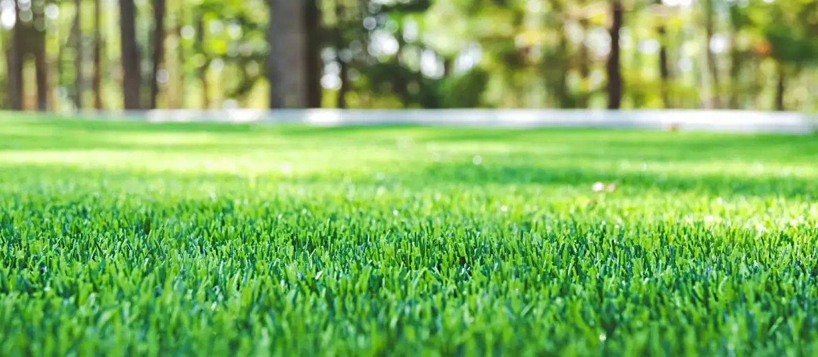 in raleigh area of NC, get a green lawn in the by triangle lawn care for year round care, satisfaction guaranteed