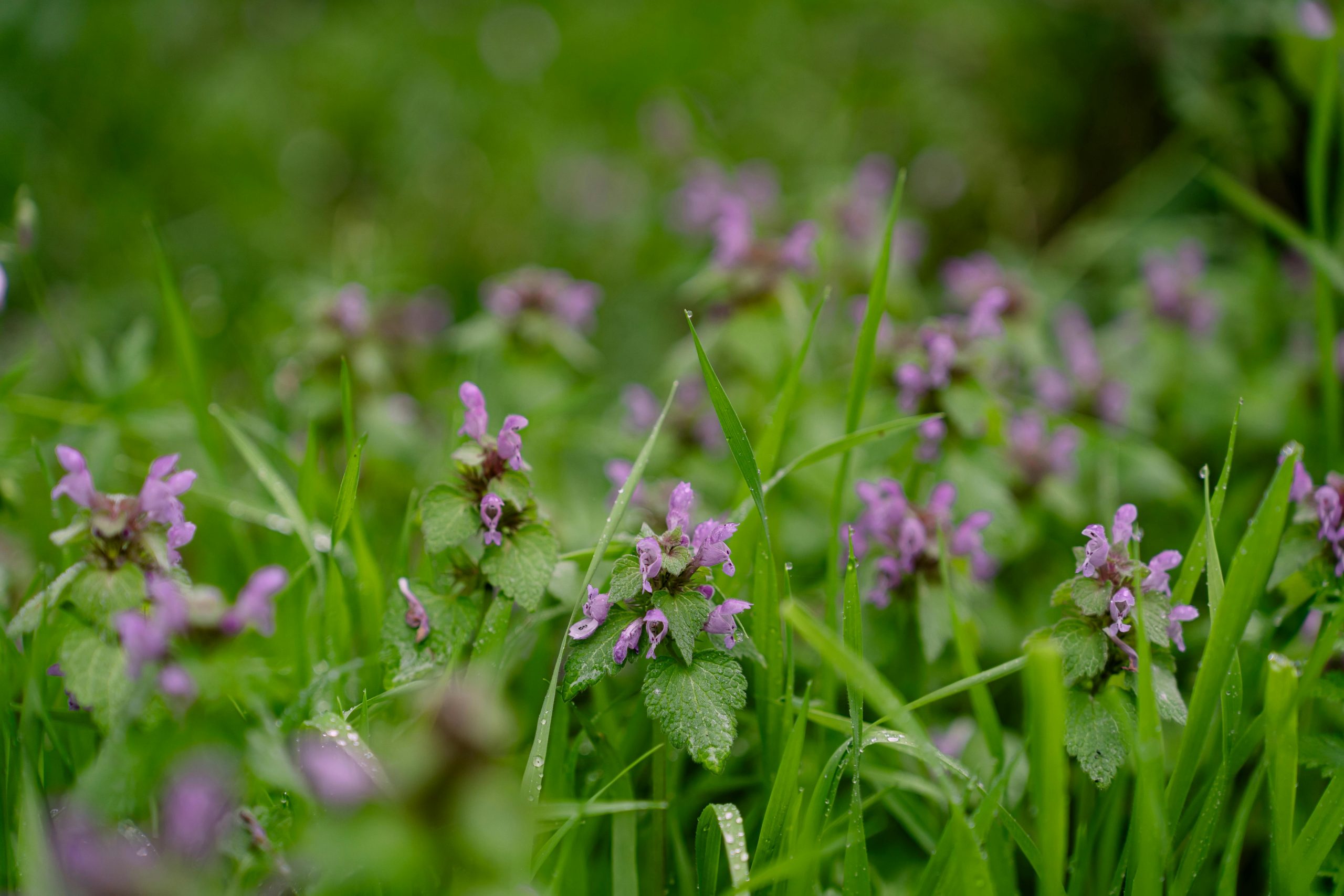 purple deadnettle weeds arrive in spring but need winter treatment to prevent them