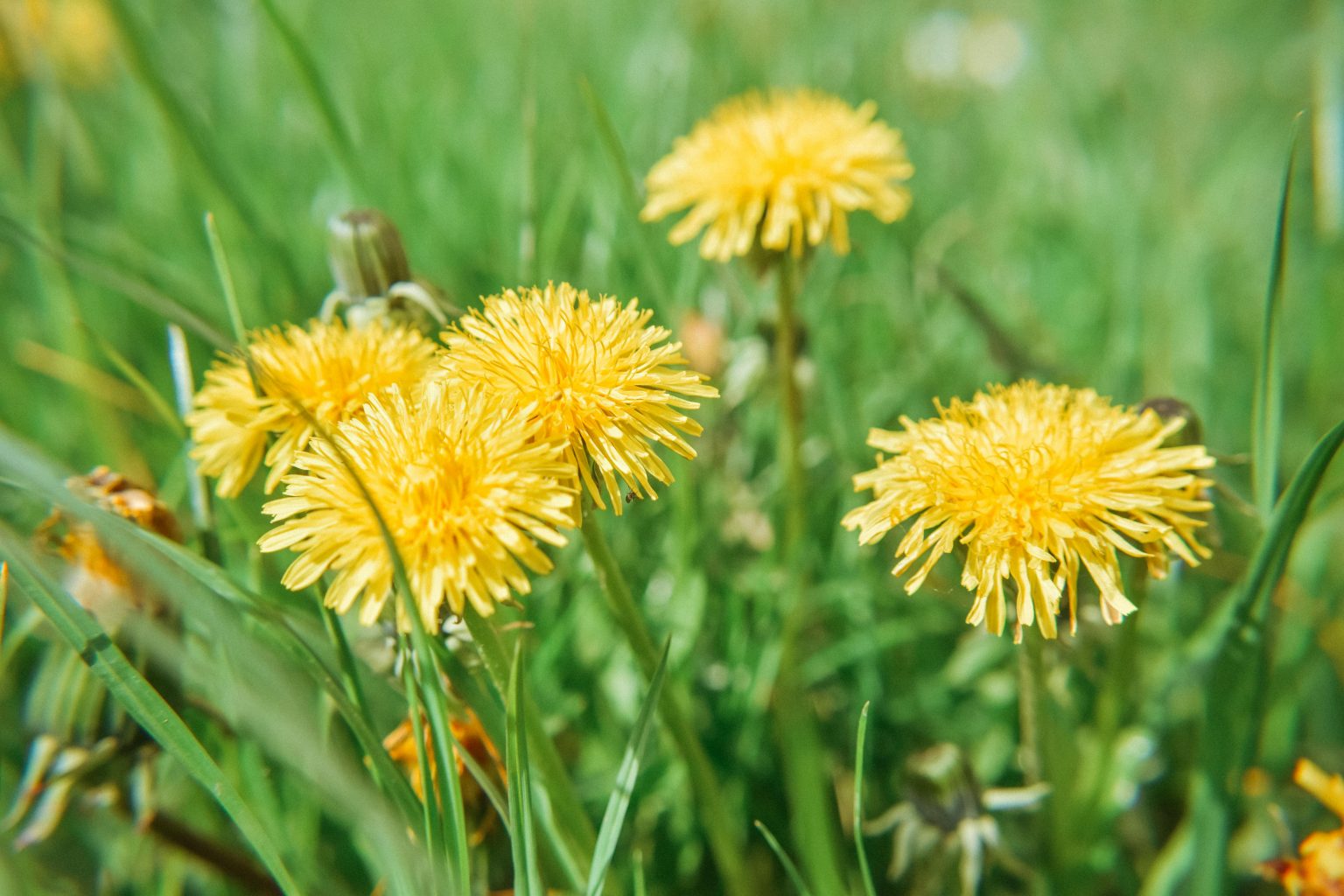 dandelion weeds emerging in spring, call triangle lawn care for professional help on pre emergents