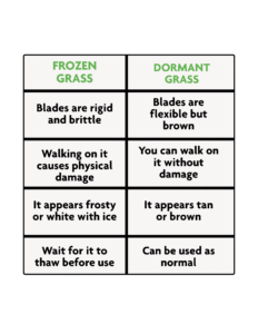 Comparison chart of frozen grass versus dormant grass showing winter lawn care differences. Frozen grass has rigid, brittle blades and walking on it causes damage, while dormant grass has flexible brown blades that can be walked on without harm