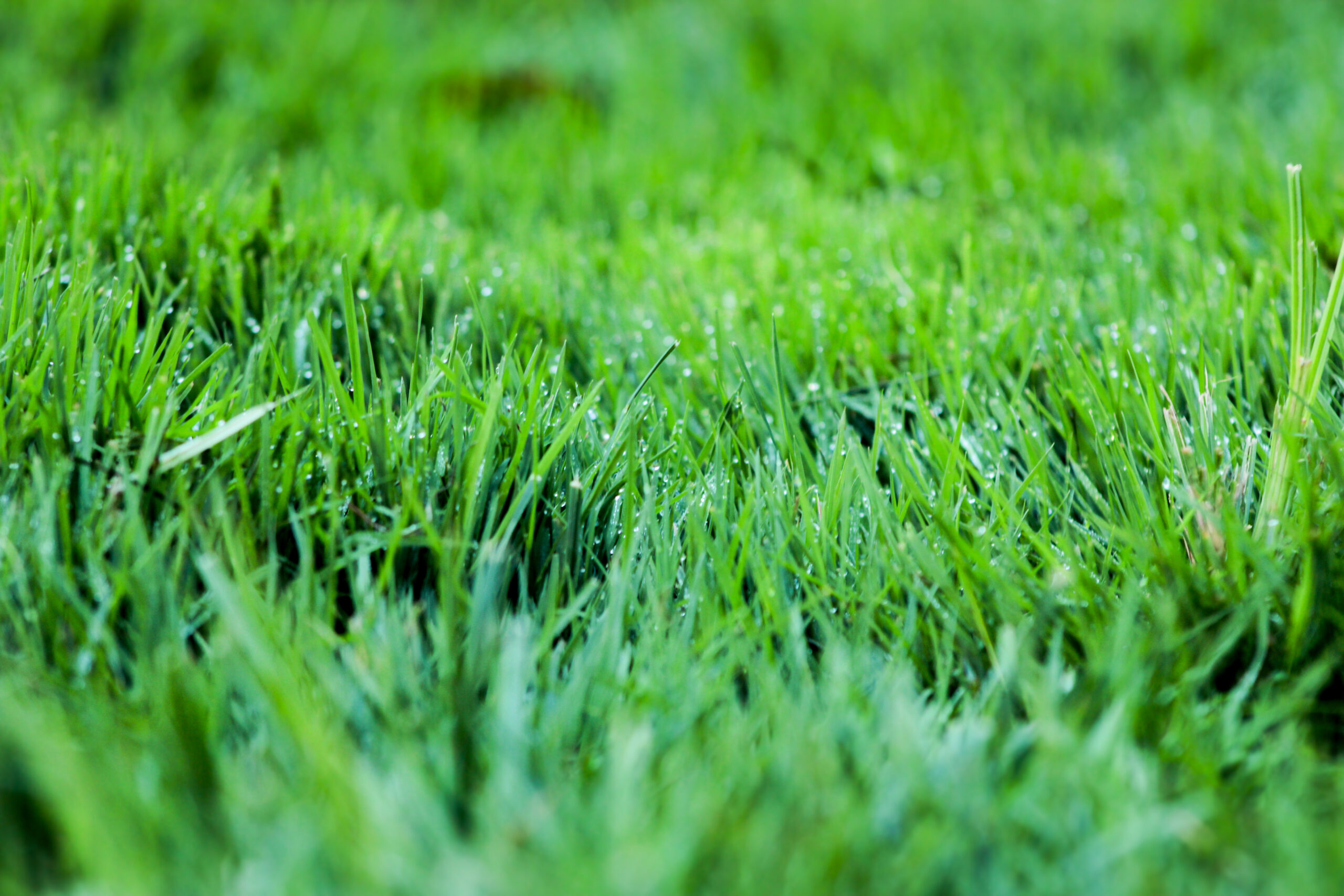 Close-up view of healthy green turf after a winter lime treatment, showing thick grass blades and improved lawn color.