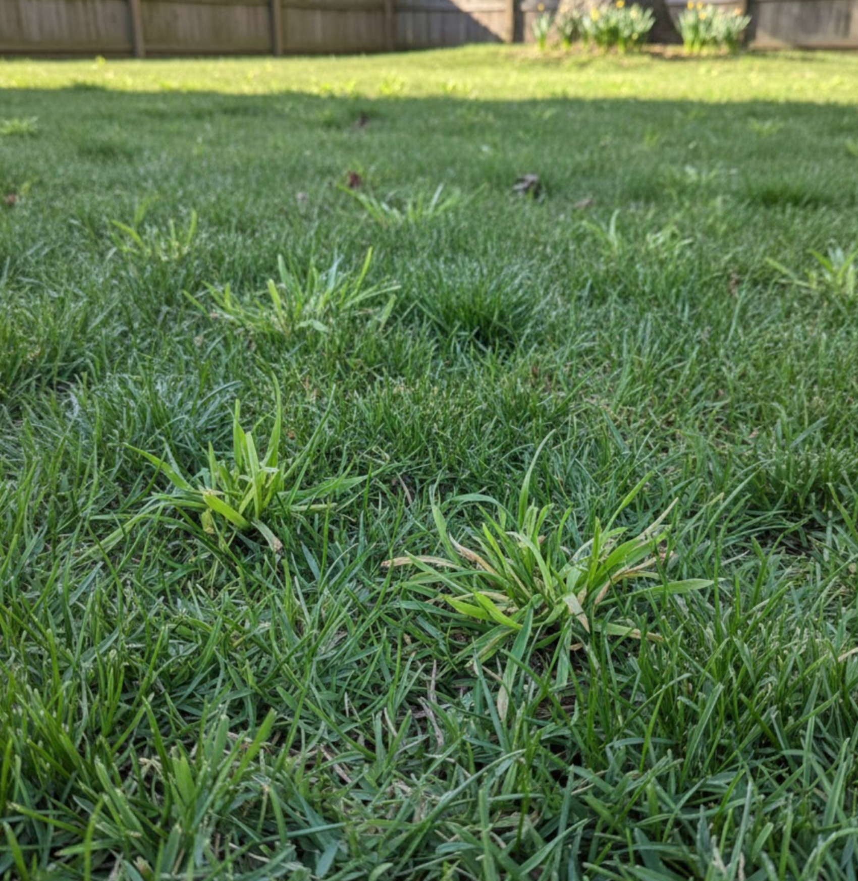 spring weed control with early crabgrass in a North Carolina lawn