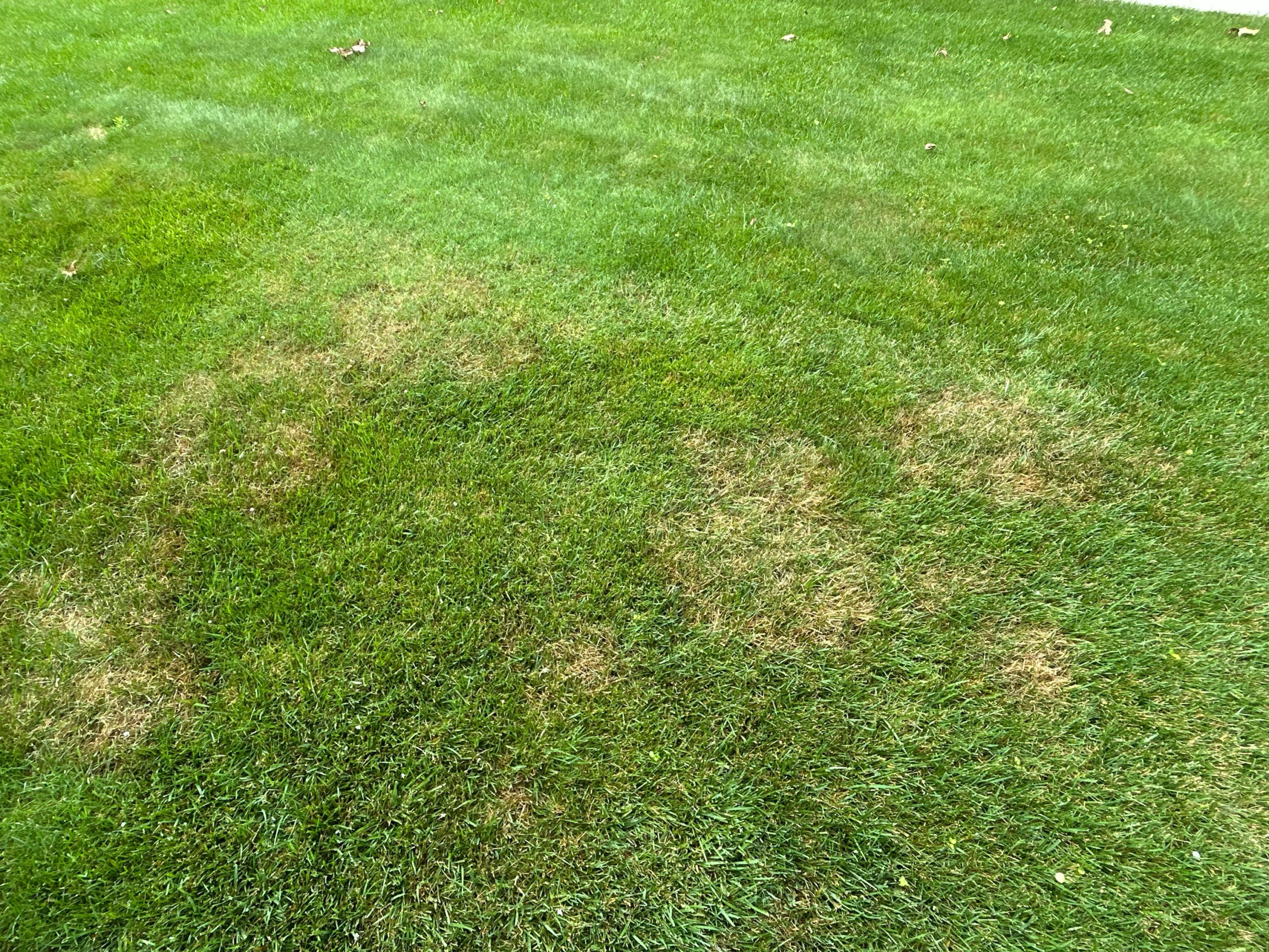 Lawn disease in the Triangle showing brown patch fungus.