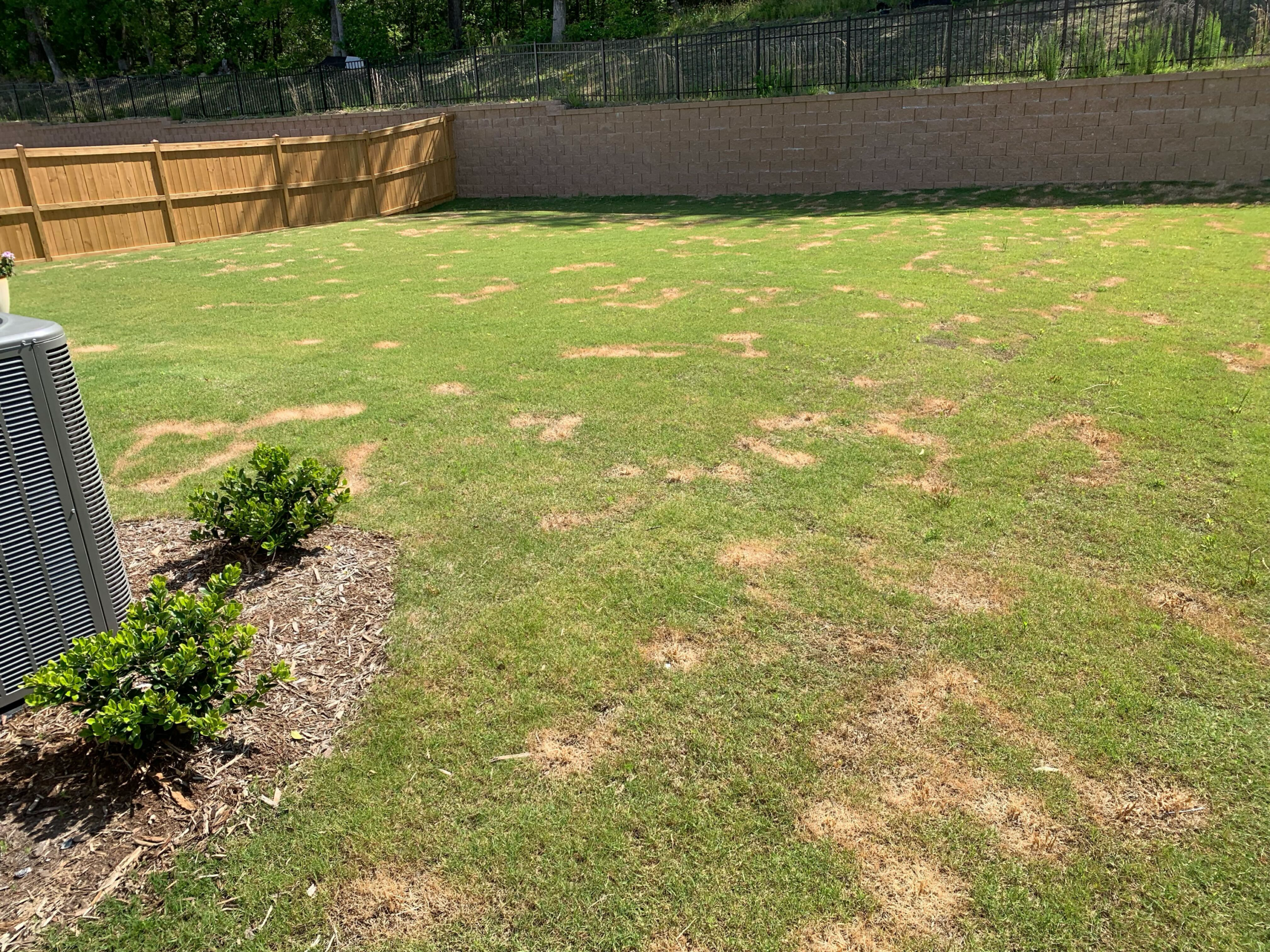 Lawn disease in the Triangle causing scattered brown patches across residential turf