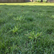 spring weed control with early crabgrass in a North Carolina lawn
