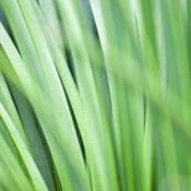 Eliminating Scutch Grass The Invader of Lawns