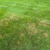 Lawn disease in the Triangle showing brown patch fungus.