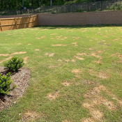 Lawn disease in the Triangle causing scattered brown patches across residential turf