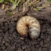 North Carolinas Growing Grub Challenge