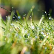 Organic-Lawn-Care-Basics-4-Steps-for-an-Eco-Friendly-Lawn-in-North-Carolina-1-2.jpeg
