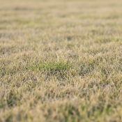 spring lawn problems in the Triangle in early spring