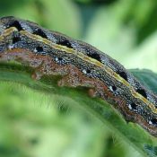 Complete North Carolina Homeowners Guide to Seasonal Lawn Pests