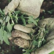 Most Common Types of Weeds in North Carolina