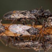 Tiny Chinch Bugs Spell Big Trouble for NC Grass