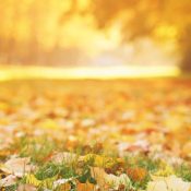 fall_backdrop